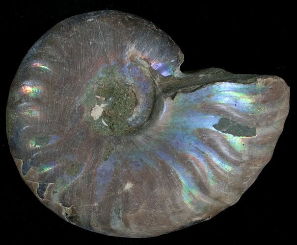 Silver Iridescent Ammonite - Madagascar #6863